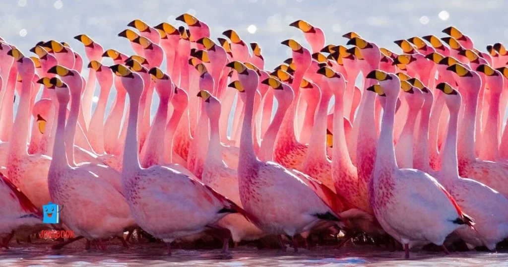 Flamingo Wedding Puns