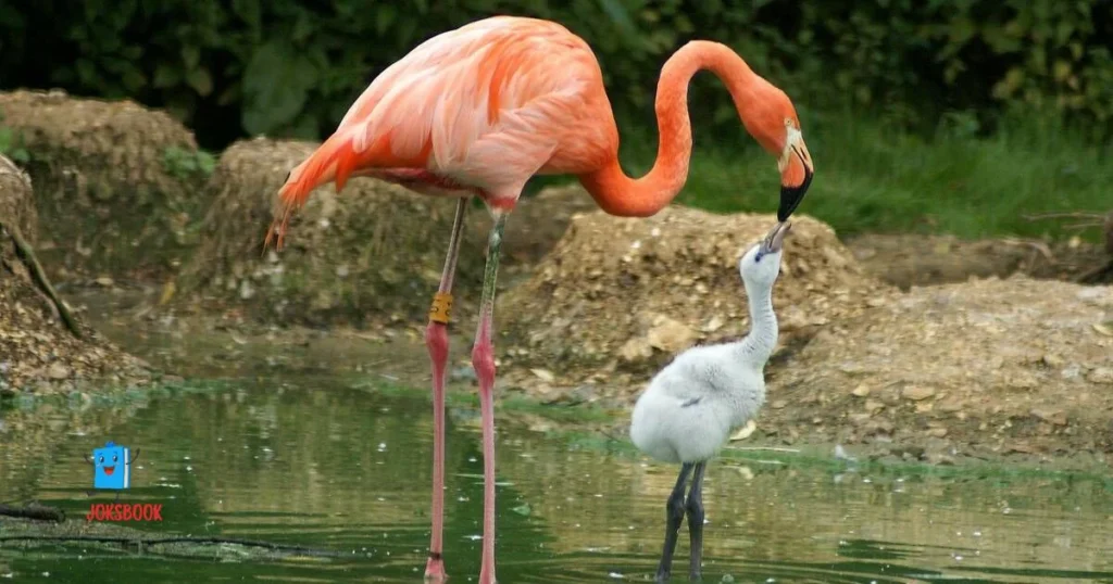 Heartfelt Flamingo Puns