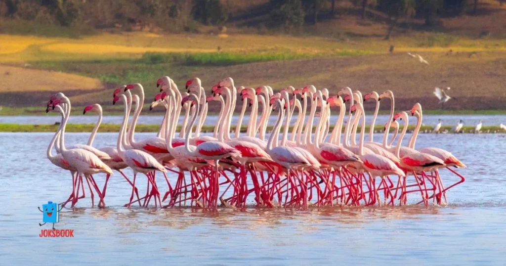 Short Flamingo One Liners