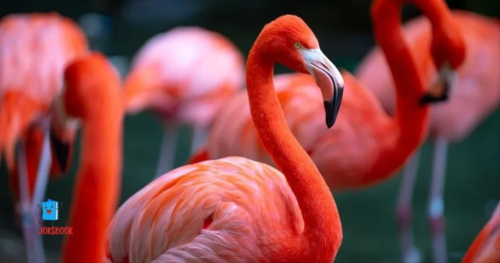 Short Flamingo Puns For All Ages