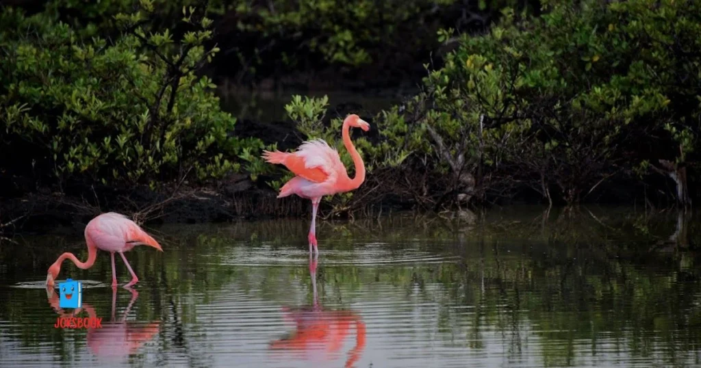 Summer Flamingo Puns