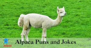 Alpaca Puns and Jokes