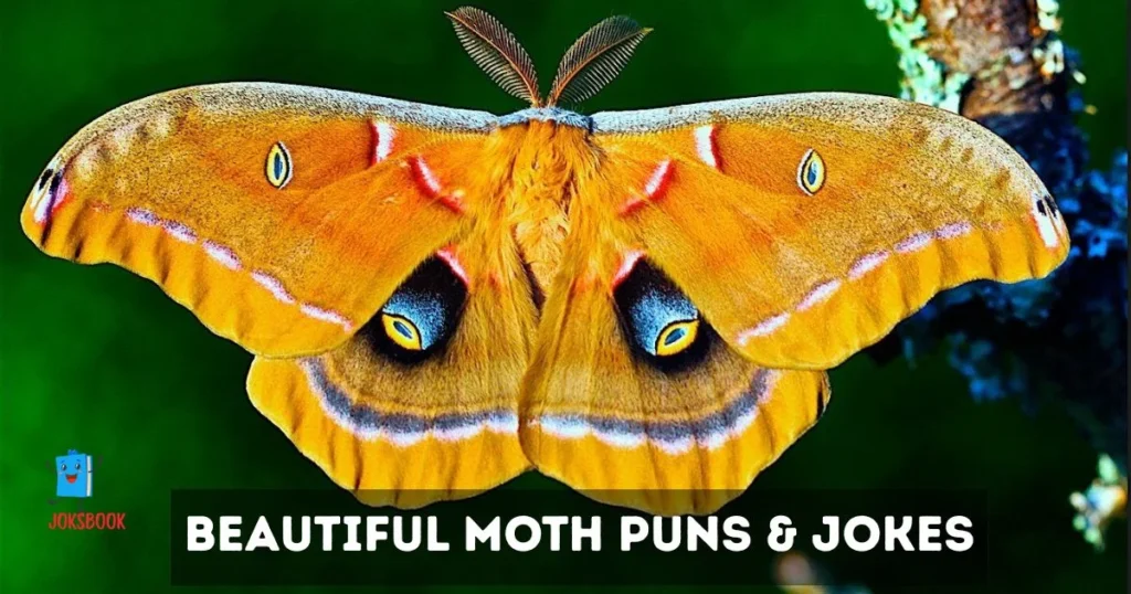 Beautiful Moth Puns And Jokes
