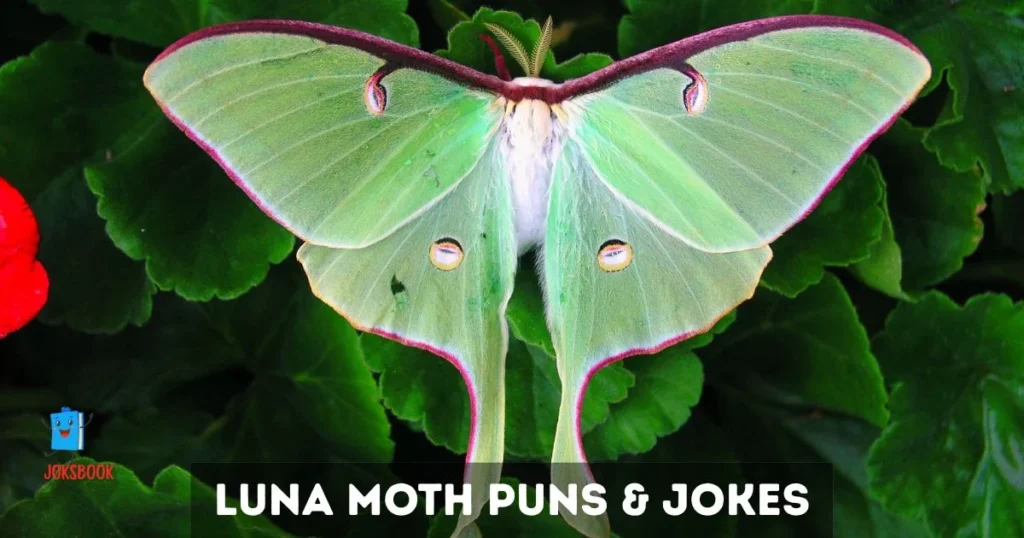Luna Moth Puns And Jokes
