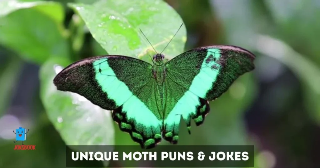 Unique Moth Puns And Jokes