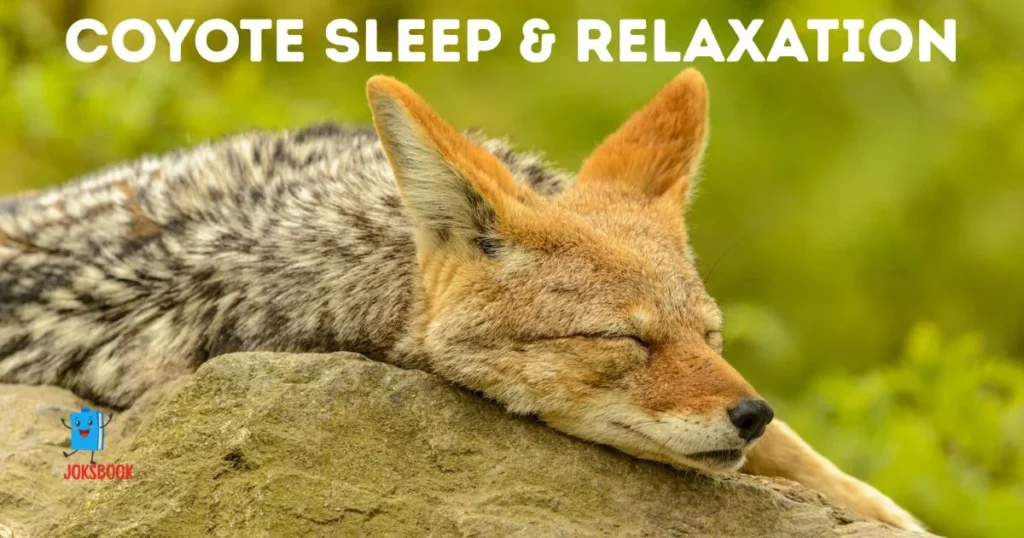 Coyote Sleep And Relaxation